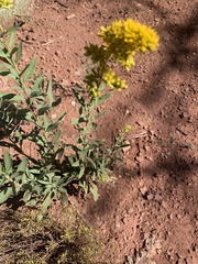 Solidago velutina
