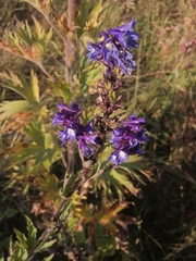 Delphinium retropilosum