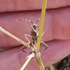 Coreoidea