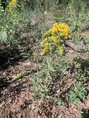 Solidago velutina