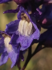 Delphinium retropilosum