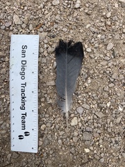 Columba livia domestica