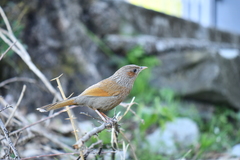 Trochalopteron lineatum