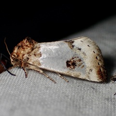 Schinia oculata