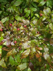 Vaccinium erythrocarpum