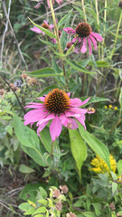 Echinacea purpurea