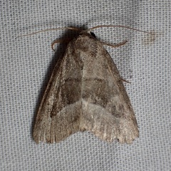 Ogdoconta moreno