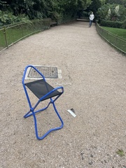 Columba livia domestica