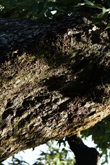 Polypodiopsida