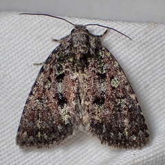 Paramiana smaragdina