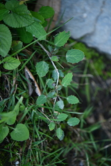Berberis