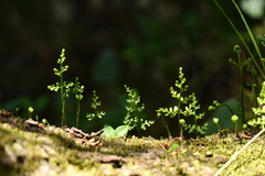 Polypodiopsida
