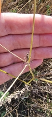 Coreoidea