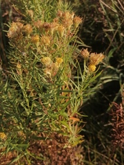 Galatella biflora