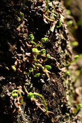 Polypodiopsida