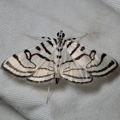 Conchylodes ovulalis
