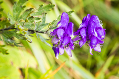 Aconitum napellus
