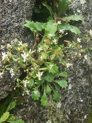 Micranthes petiolaris