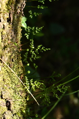 Polypodiopsida