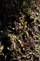 Polypodiopsida