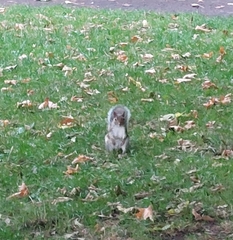 Sciurus carolinensis
