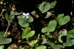 Viola