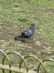 Columba livia domestica