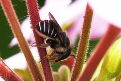 Pseudoanthidium repetitum