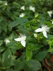 Tradescantia fluminensis