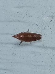 Scaphytopius rubellus