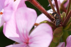 Pseudoanthidium repetitum