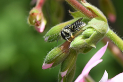 Pseudoanthidium repetitum