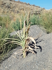 Sorghum bicolor