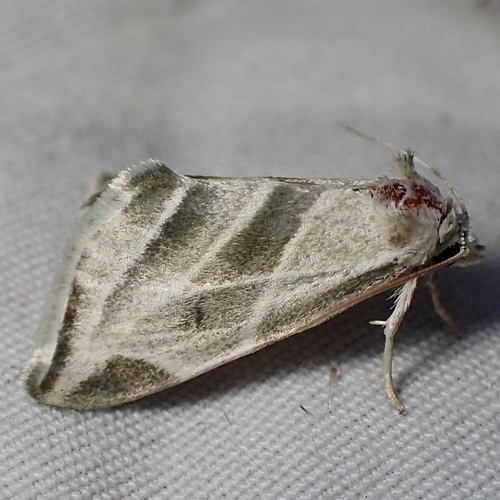 Plagiomimicus tepperi photo 5