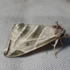 Plagiomimicus tepperi