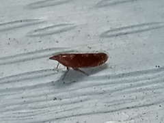 Scaphytopius rubellus