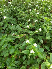 Tradescantia fluminensis