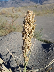 Sorghum bicolor