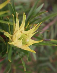 Leucadendron eucalyptifolium