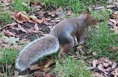 Sciurus carolinensis