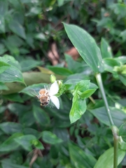 Tradescantia fluminensis