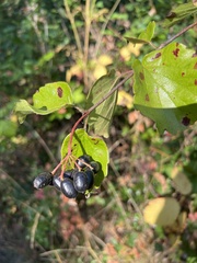 Viburnum ellipticum