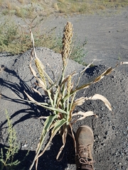 Sorghum bicolor