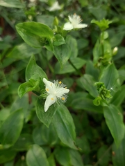 Tradescantia fluminensis