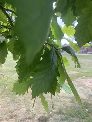Quercus bicolor