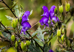 Aconitum napellus