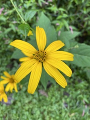 Heliopsis helianthoides
