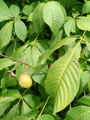 Aesculus parviflora