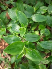 Tradescantia fluminensis