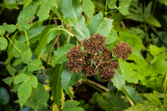 Hylotelephium telephium fabaria
